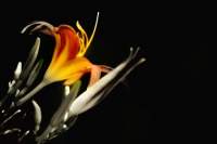 flora-1