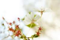 flora-3