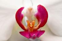 flora-4