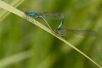 insekten-1