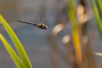 insekten-2