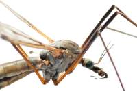 insekten-3