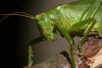 insekten-5