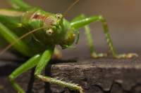 insekten-6