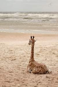tierfotografie-1