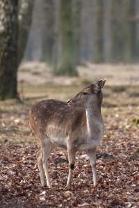 tierfotografie-2