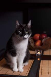 tierfotografie-3