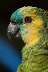 tierfotografie-4