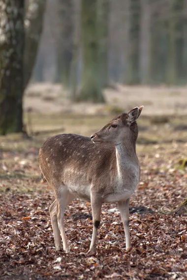 fotokurs-tiere-fotografieren