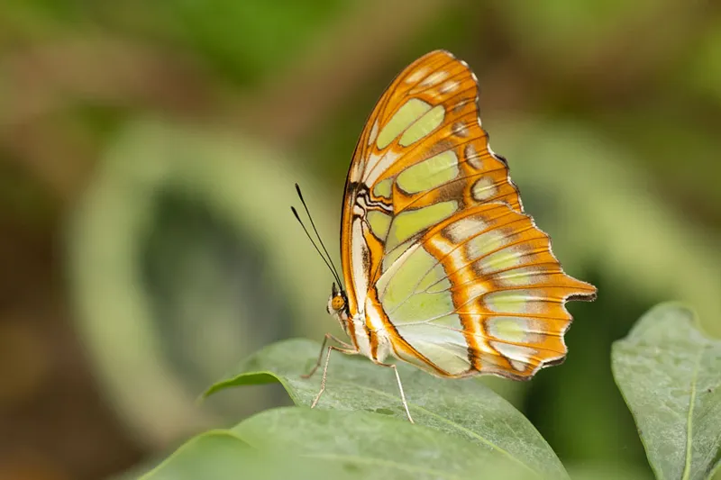 Schmetterlinge - fliegende Schönheiten fotoworkshop-natur-landschaften-tiere-3