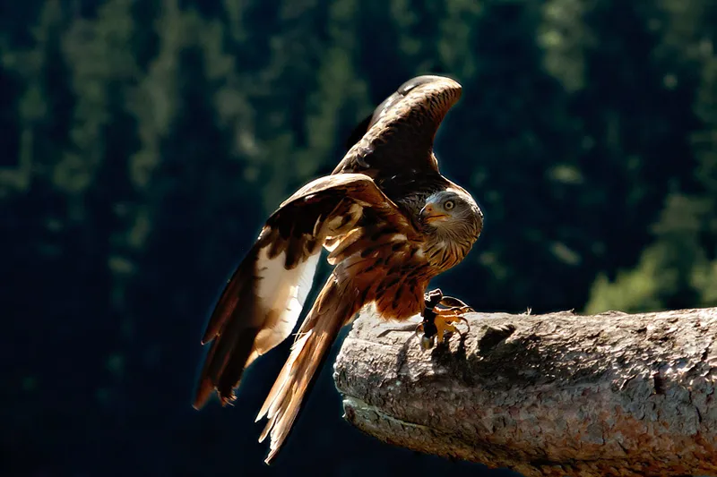 Raubvogel vor dem Abflug fotoworkshop-natur-landschaften-tiere-5