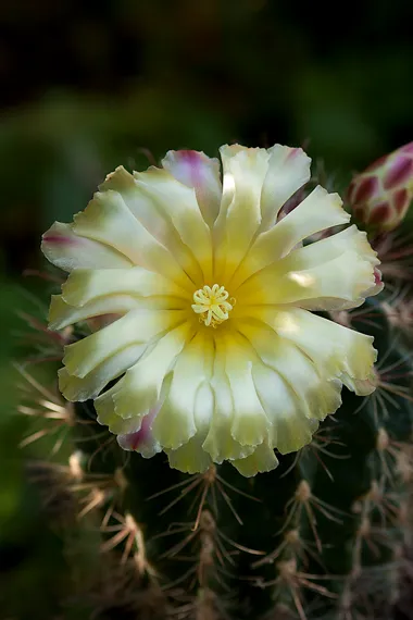 workshop-blumen-fotografieren